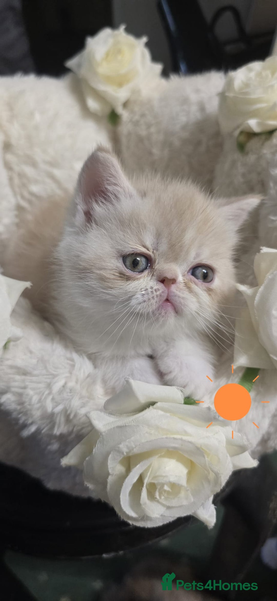 Persian cats for sale: Two beautiful MALE kittens 🐈‍⬛ 🐈‍⬛  - Image 6