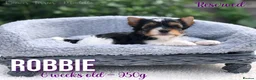 Yorkshire Terrier dogs for sale: Beautiful Litter of Six Biewer Terriers! - Advert 14