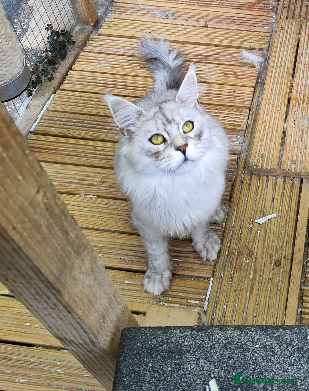 Maine Coon cats for sale: Beautiful NEUTERED boy  - Image 1