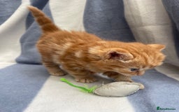 Domestic Shorthair cats for sale: Gorgeous kittens for sale  - Image 6