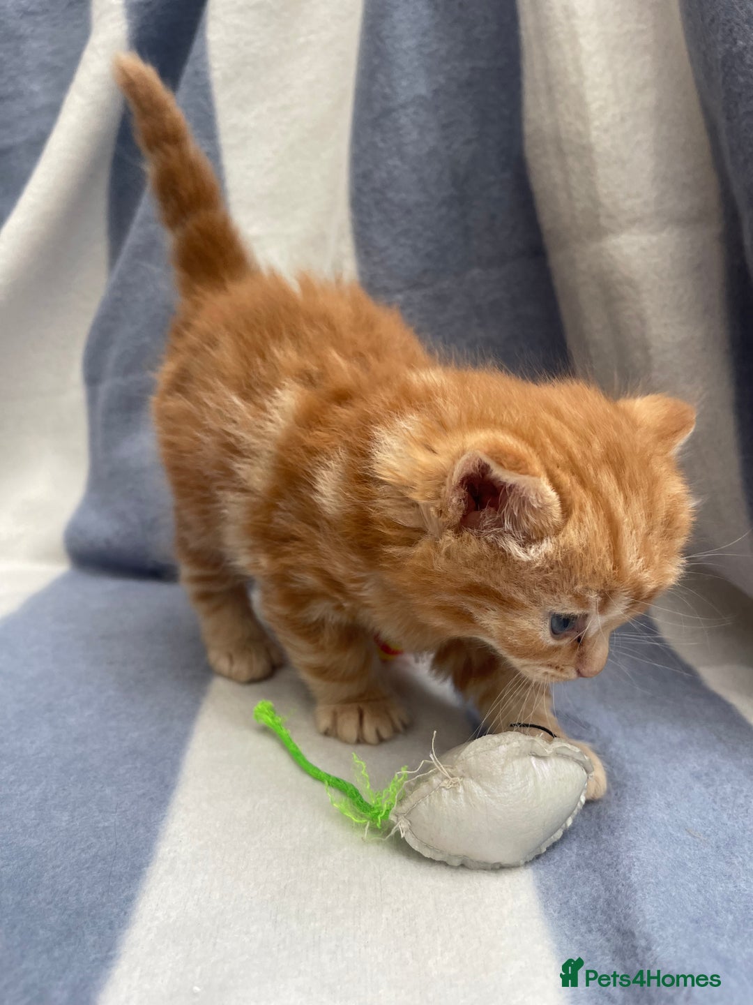 Domestic Shorthair cats for sale: Gorgeous kittens for sale  - Image 6
