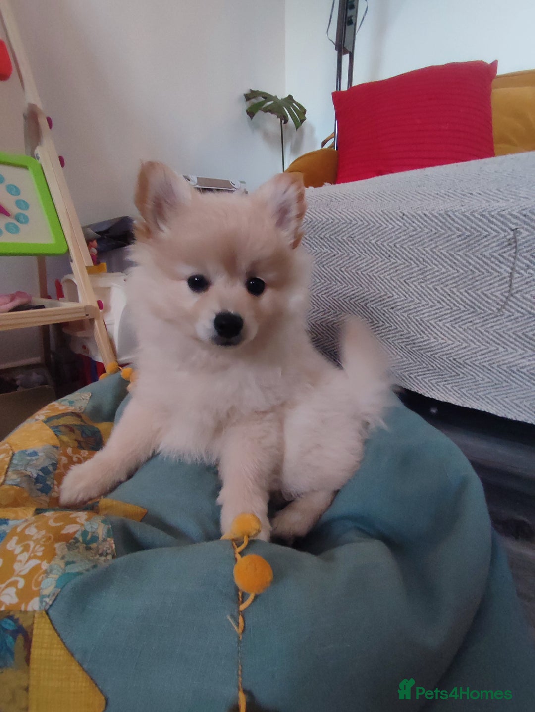 German Spitz dogs for sale: Unique female Spitz puppy available now - Advert 9