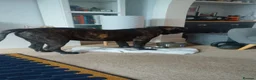 Presa Canario dogs for sale: Presa canario  - Advert 8