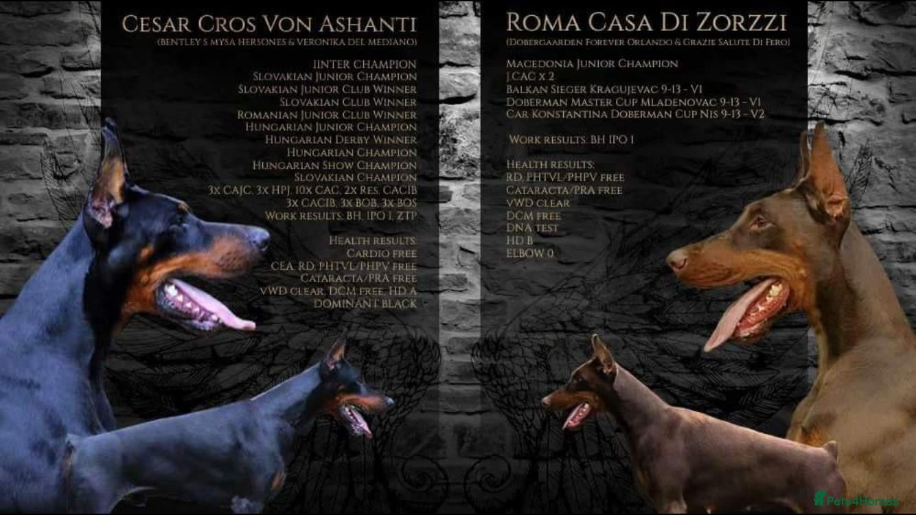Dobermann dogs Champion bloodline Doberman for stud  - Advert 2