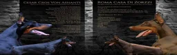 Dobermann dogs for stud: Champion bloodline Doberman for stud  - Advert 2