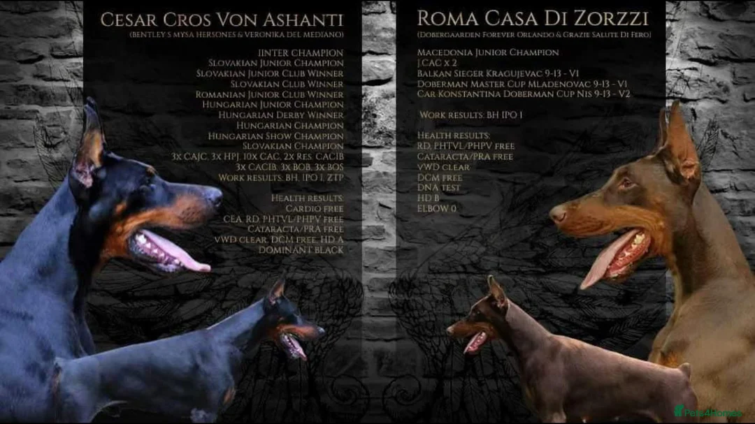 Dobermann dogs for stud: Champion bloodline Doberman for stud  - Advert 2