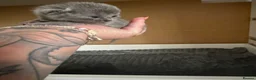 British Shorthair cats for sale: Stunning full breed British shorthaired kittens  - Advert 6