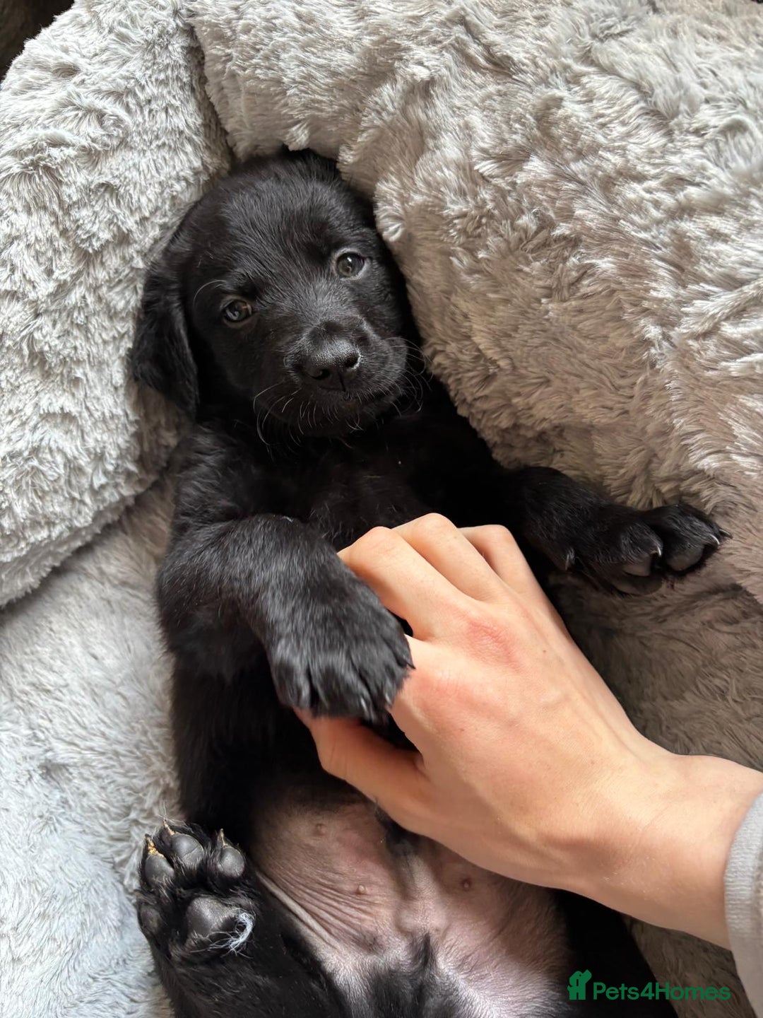 Mixed Breed dogs for sale: reluctant re homing  - Advert 5