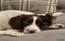 English Springer Spaniel dogs for sale: Springer spaniel  - Image 3