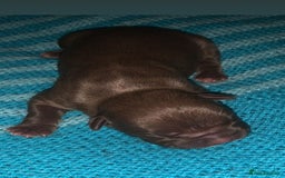 American Bully dogs for sale: 8   day old pocket bully pups  - Image 1