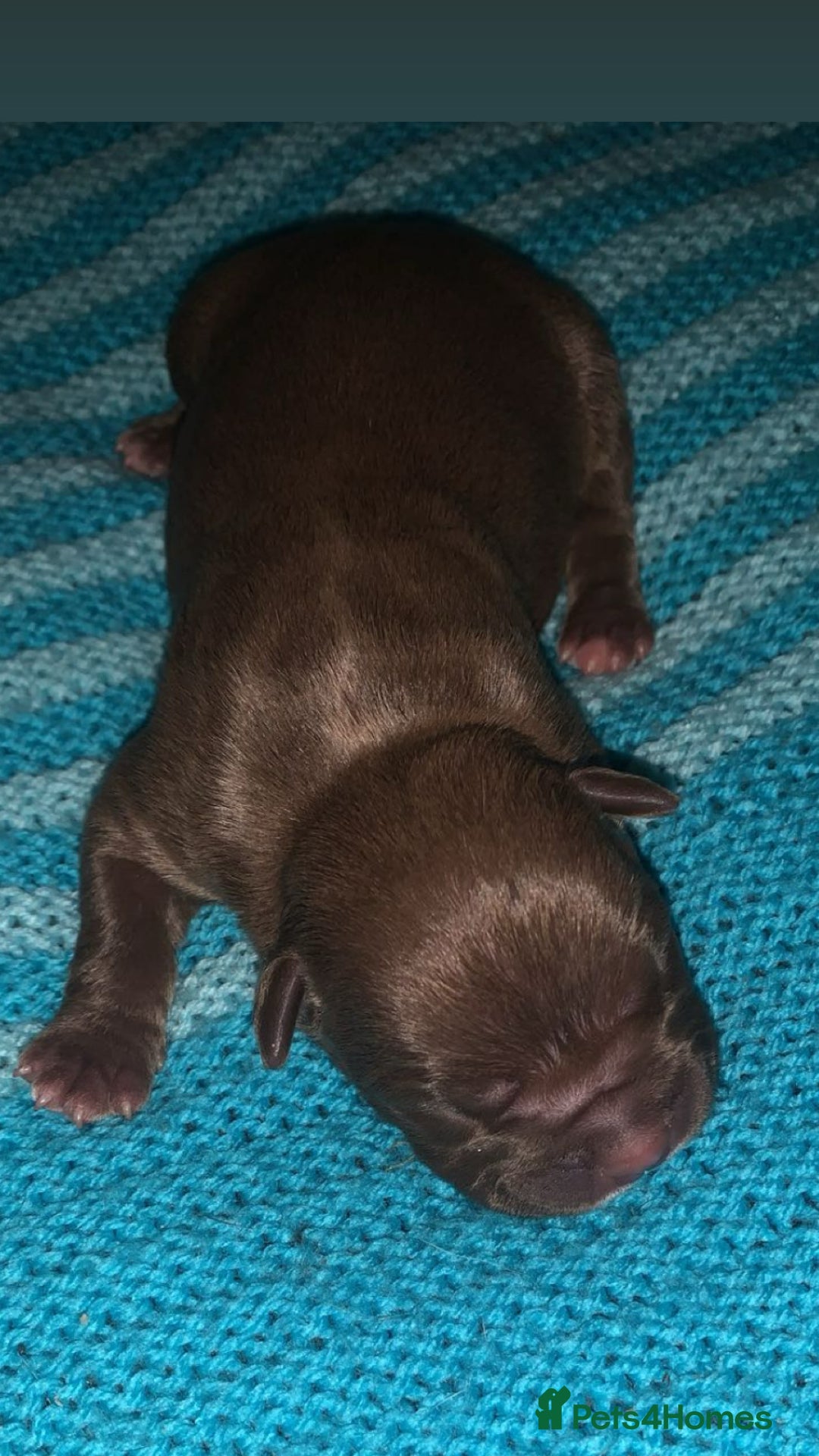 American Bully dogs for sale: 8   day old pocket bully pups  - Image 1
