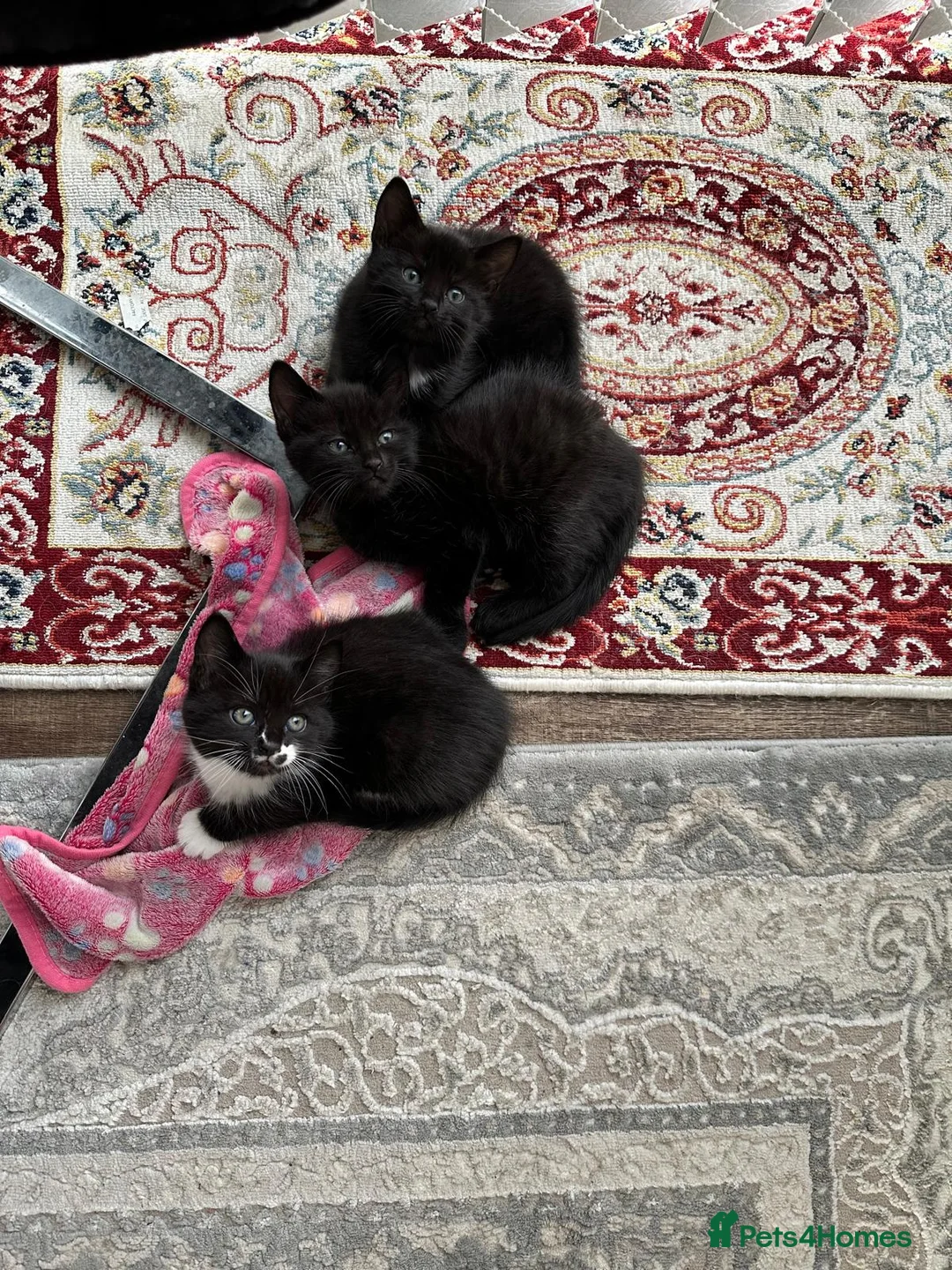 Mixed Breed cats for sale: 3 kittens beautiful ready to go - Advert 2