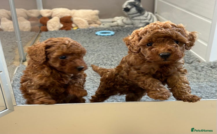 Toy Poodle dogs - Advert 4
