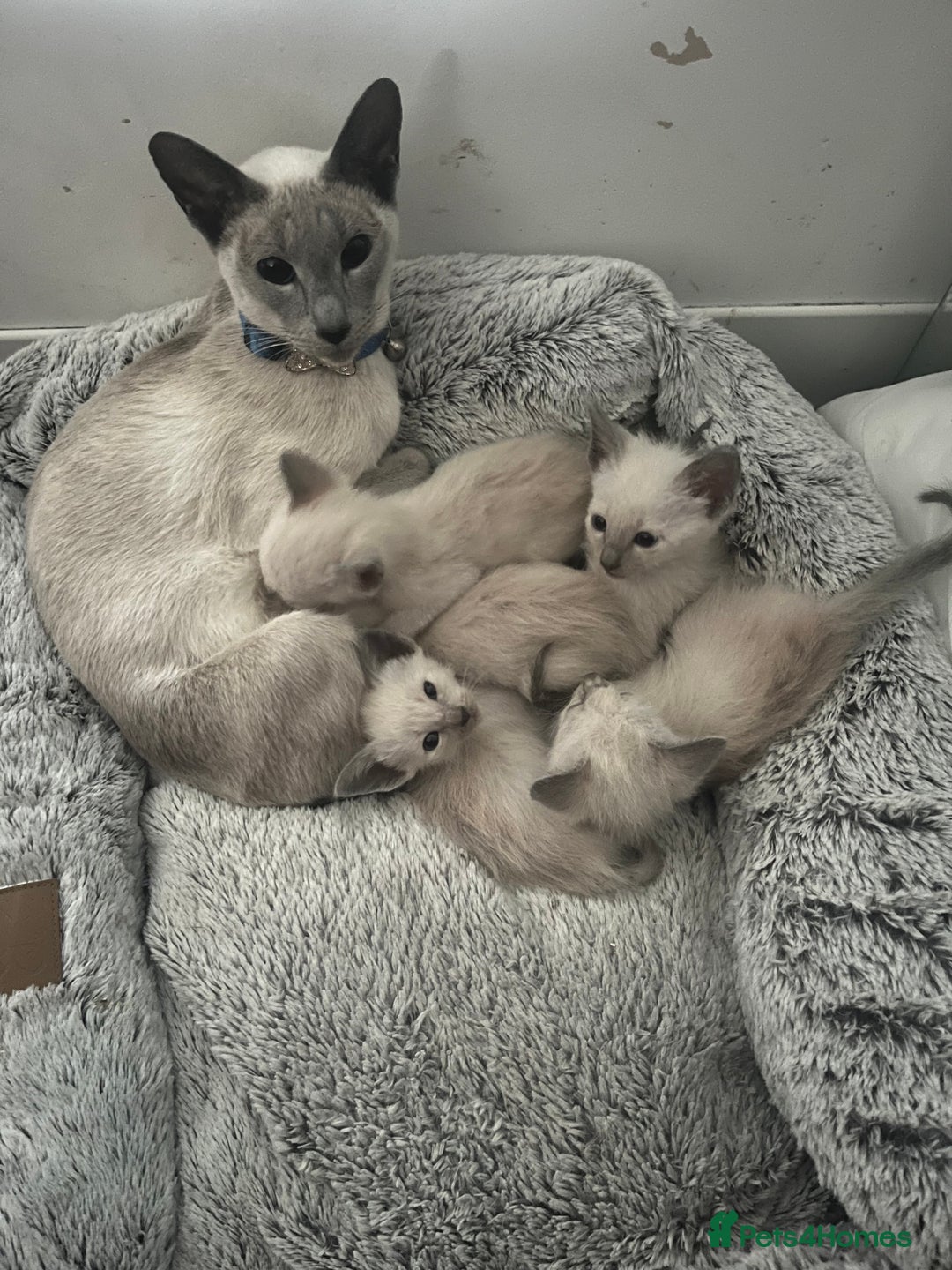 Siamese cats for sale: Blue Point Siamese  - Image 8