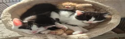 British Shorthair cats for sale: Adorable kittens from a loving home - Advert 4