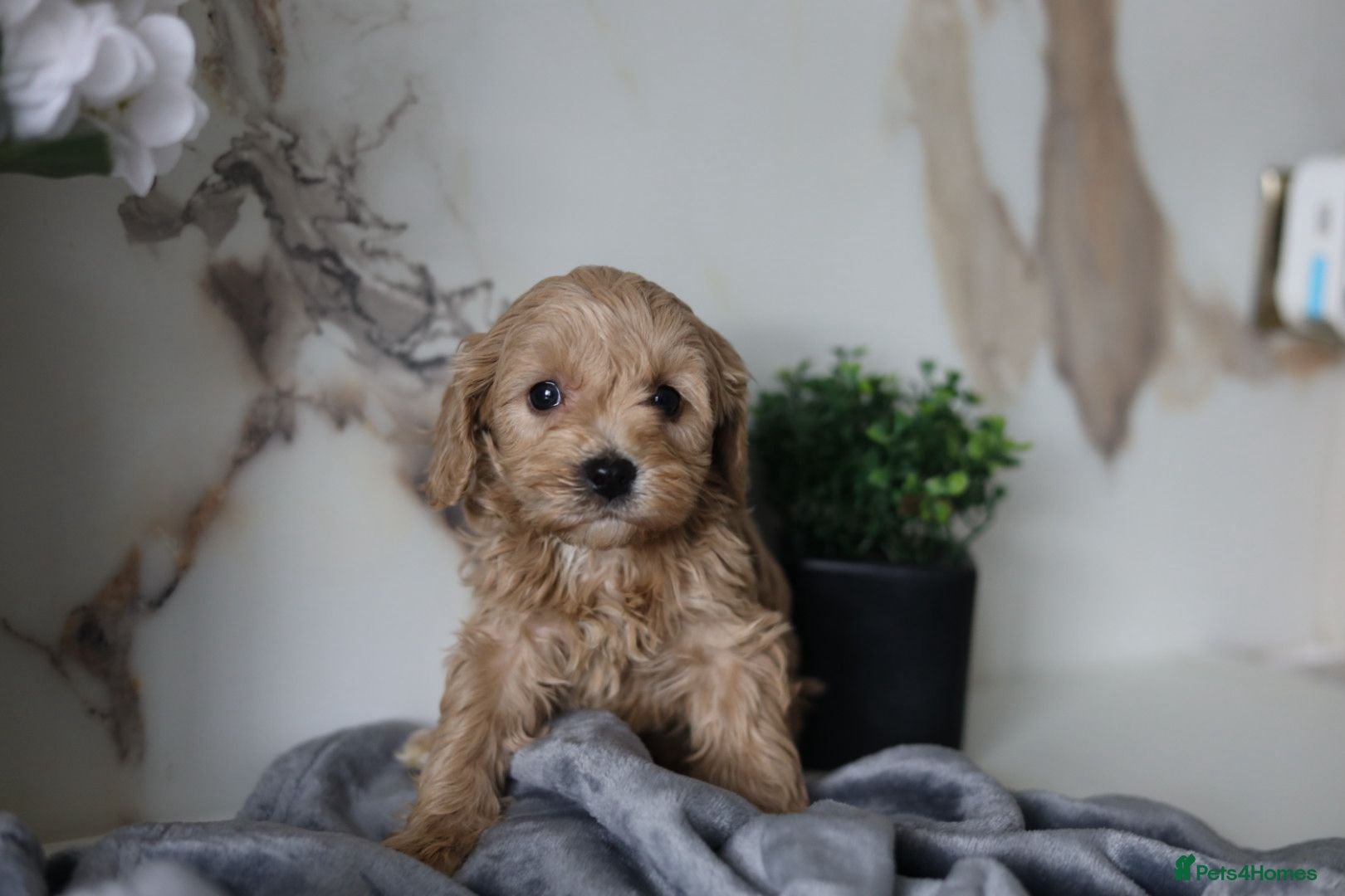 Cavapoo dogs READY NOW 🐾💕 - Advert 11