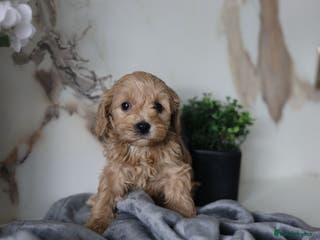 Cavapoo dogs READY NOW 🐾💕 - Advert 11