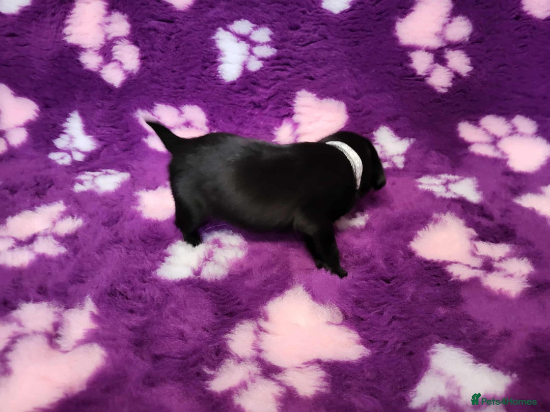 Labrador Retriever dogs for sale: KC registered yellow/black labrador puppies  - Image 8