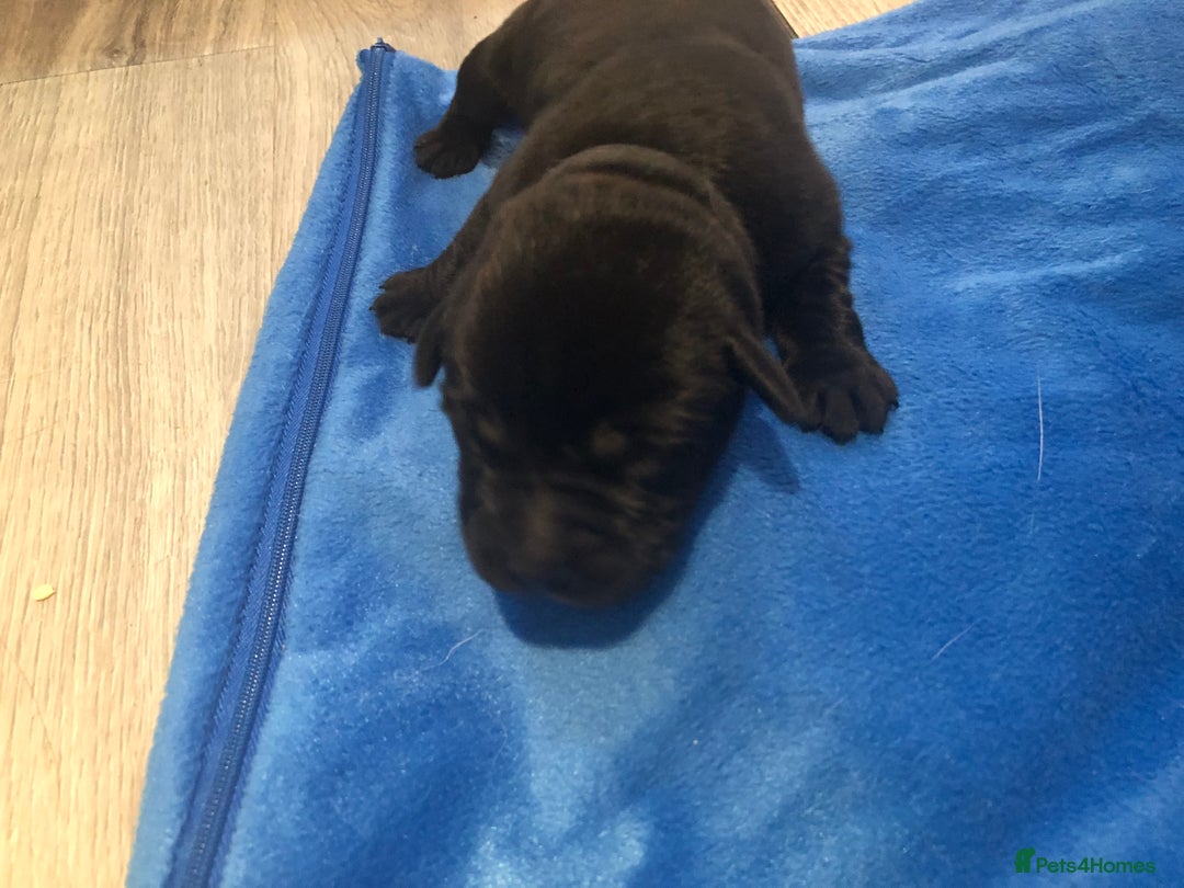 Labrador Retriever dogs for sale: Outstanding KC reg. yellow and black Labrador pups - Advert 4