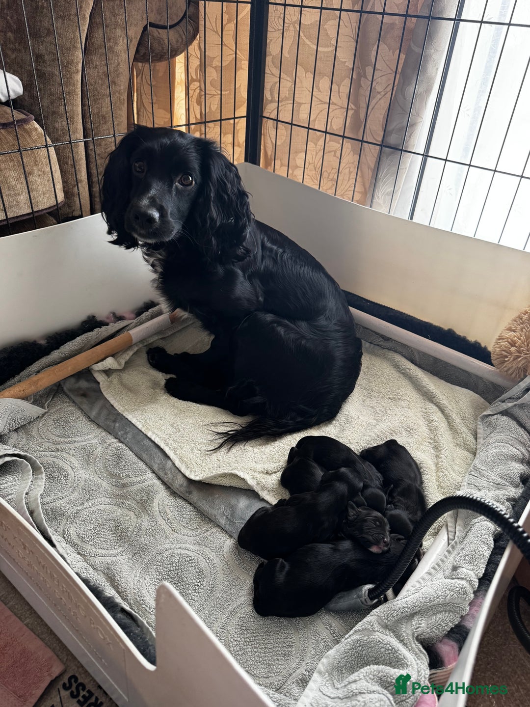 Cocker Spaniel dogs for sale: Working Cocker Spaniels for Sale - Advert 5