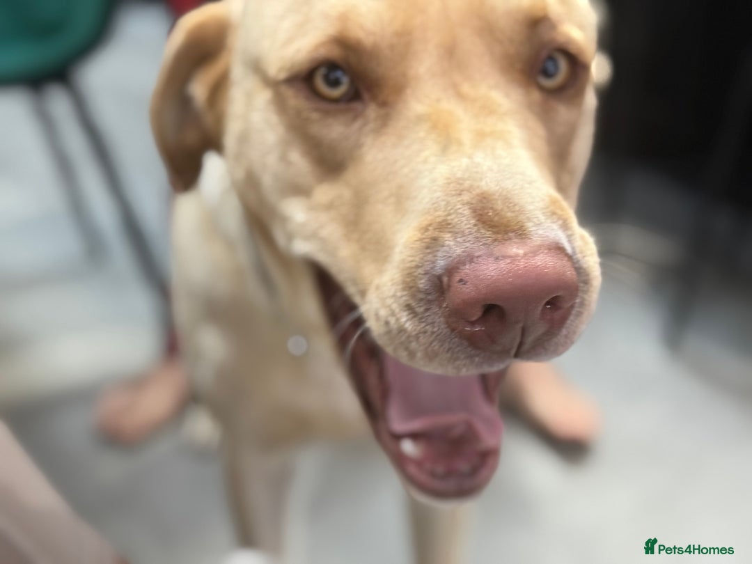 Labrador Retriever dogs for sale: EXCELLENT &UNIQUE LAB PUPPIES AV 12 NOV £1450 - Image 32