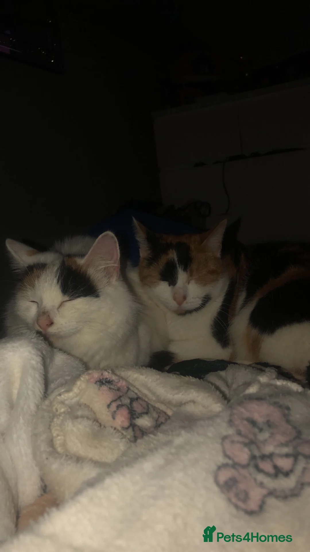 Mixed Breed cats for sale: 2 cats ready for a new home  in Newcastle - Advert 4