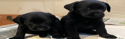 Labrador Retriever dogs for sale: Black Labrador puppies - Advert 15