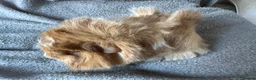 Guinea Pig rodents for sale: Baby Funky Guinea Pigs  in Lincoln - Advert 6