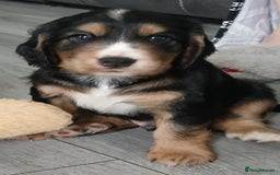 Cocker Spaniel dogs for sale: 3Beautiful show type cocker spaniels 💕♥️ 💙💕 - Image 1