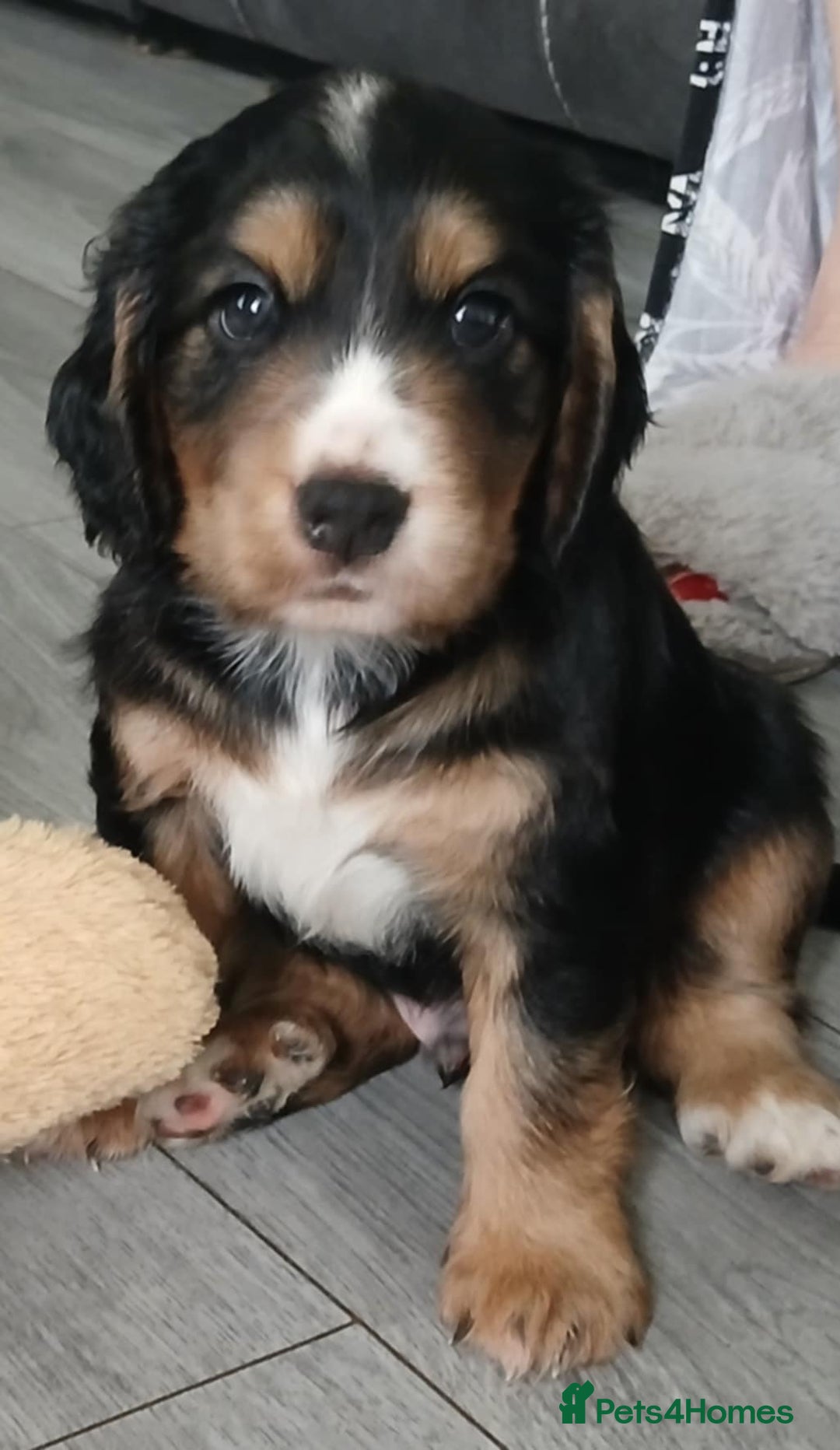 Cocker Spaniel dogs for sale: 3Beautiful show type cocker spaniels 💕♥️ 💙💕 - Image 1