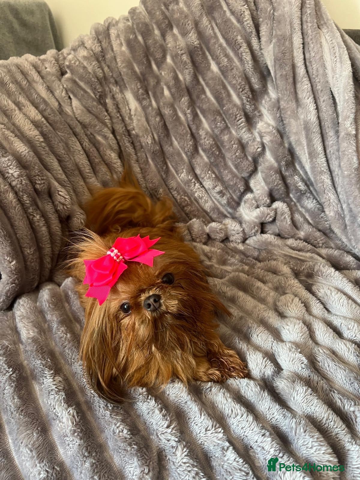 Shihpoo dogs for sale: Chocolate shihpoo’s  - Advert 2
