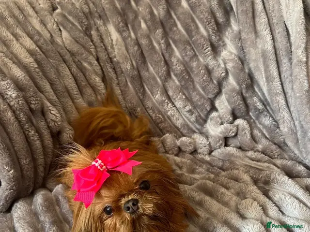 Shihpoo dogs for sale: Chocolate shihpoo’s - Advert 2