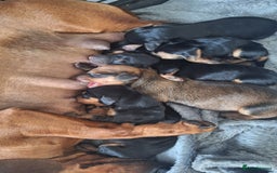 Dachshund dogs for sale: Gorgeous little Dachshund pups - Image 18