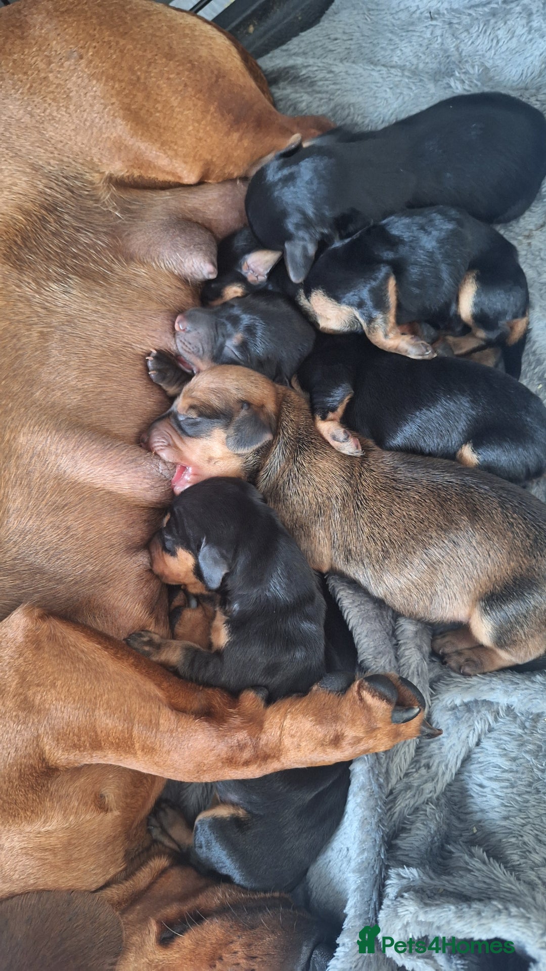 Dachshund dogs for sale: Gorgeous little Dachshund pups - Image 18