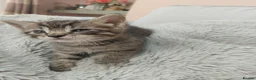 Maine Coon cats for sale: Half main coon kittens - Advert 9