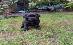Labrador Retriever dogs for sale: Gorgeous black dog remaining from litter  - Image 3
