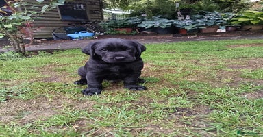 Labrador Retriever dogs - Advert 1