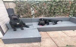 Cane Corso dogs for sale: Cane Corso puppies 14/11/25 - Image 2