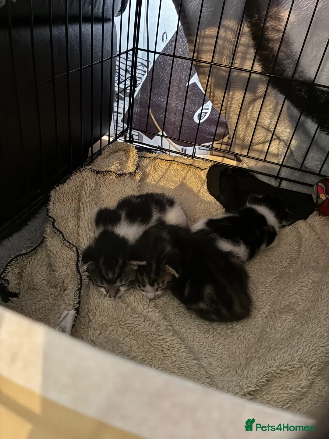 Mixed Breed cats for sale: Main coon/ ragdoll mix kittens  - Advert 2