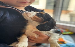 Cavalier King Charles Spaniel dogs for sale: One TRI GIRL just become available !  - Image 12