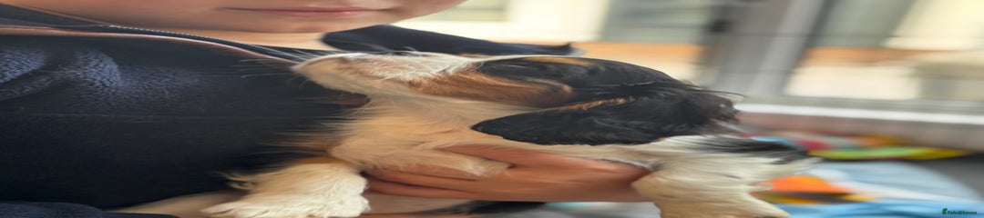 Cavalier King Charles Spaniel Puppy 2