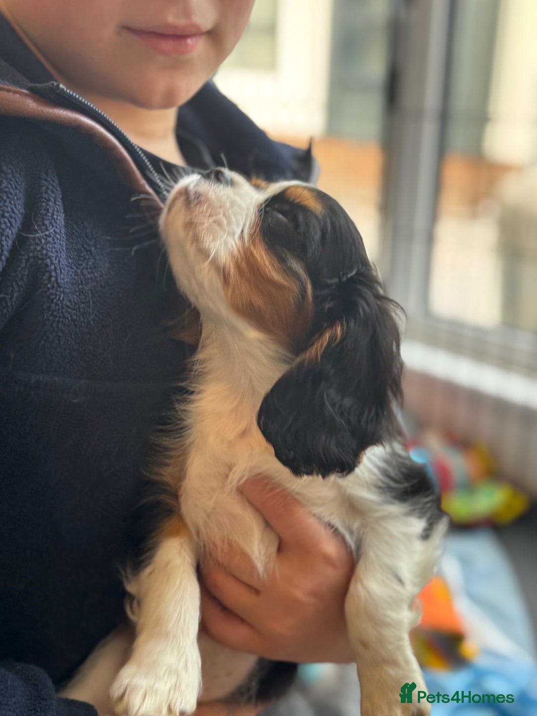 Cavalier King Charles Spaniel dogs for sale: One TRI GIRL just become available !  - Image 12