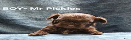 Shih Tzu dogs for sale: Shih tzus  in Derby - Advert 9