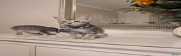 Mixed Breed cats for sale: Adorable kittens in London(SE18)😻😍😻 - Advert 18