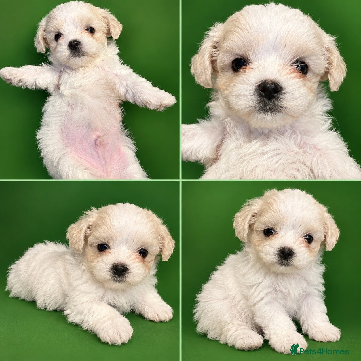 Maltese dogs Maltese puppies for sale - Advert 5