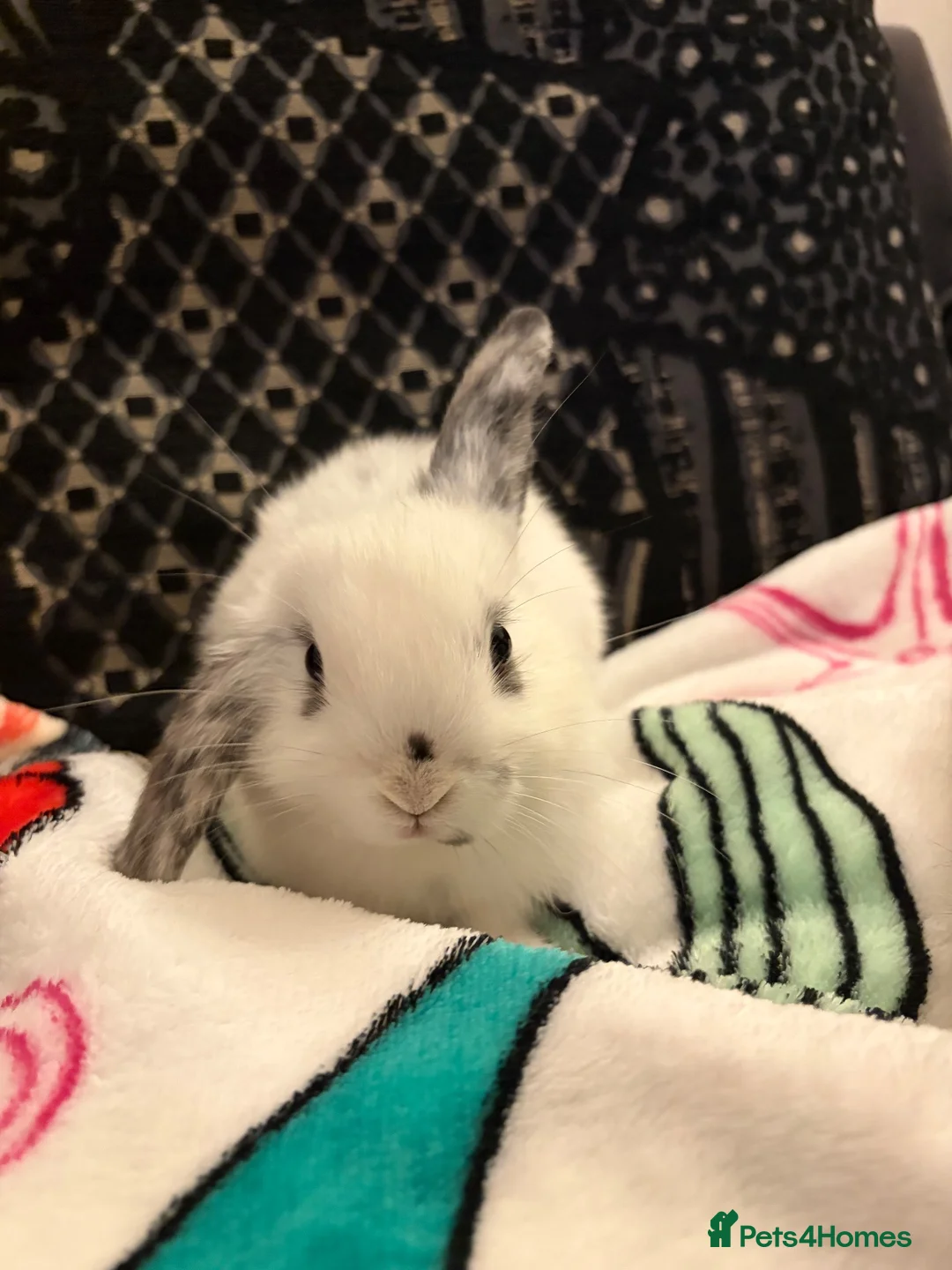 Mini Lion Lop rabbits for sale: Baby boy bunnies lion lops - Advert 11