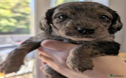 Australian Labradoodle dogs for sale: Adorable Miniature Australian Labradoodle Puppies - Image 10