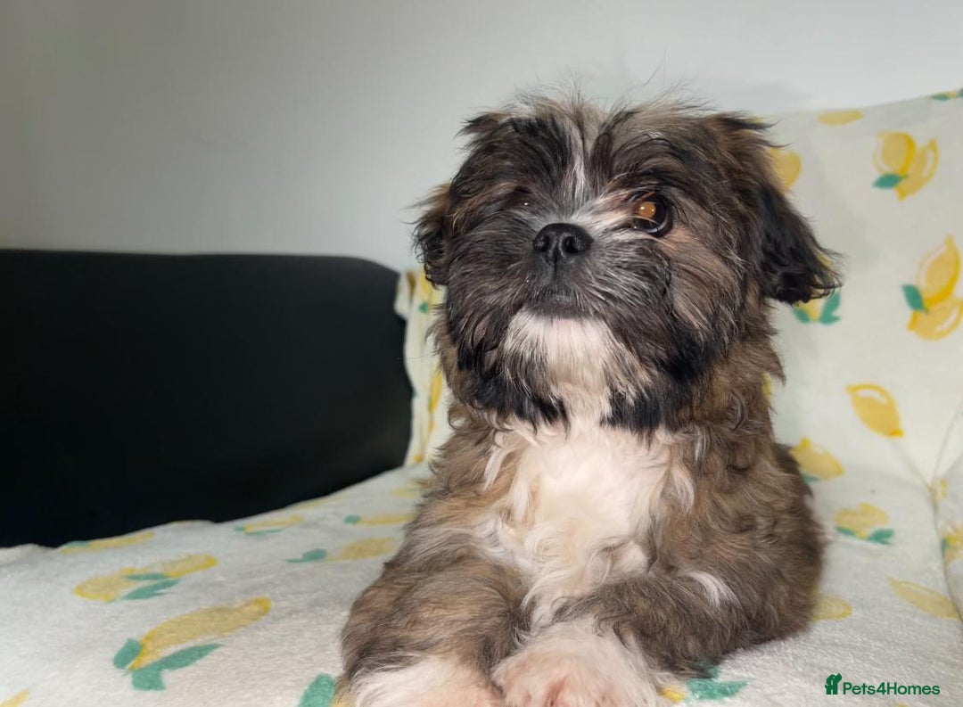 Shih Tzu dogs for sale: Lovely golden boy shih tzu for sale - Image 4