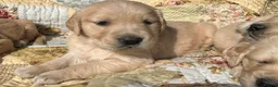 Golden Retriever dogs for sale: Golden Retriever Puppies Ready 13 April in Llandysul - Advert 20