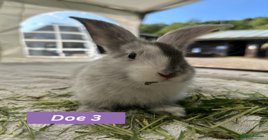 Continental Giant rabbits - Advert 5